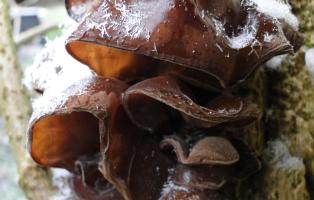 Pilz des Jahres 2017: Judasohr