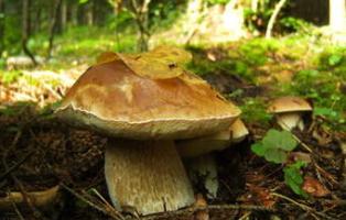 Leckere Pilze fanden die NaturFreunde Göttingen und Uslar bei ihrem Aktionstag